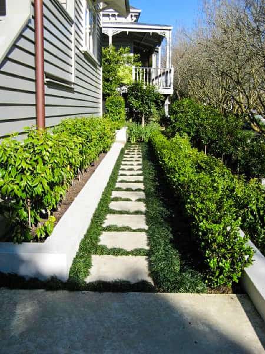 The best low-maintenance plants for Auckland gardens in 2026